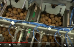 Semi-automatic weighing machine mod. BG EASY for 10 kg walnuts
